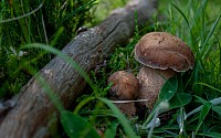 Boletus edulis, белый гриб, боровик