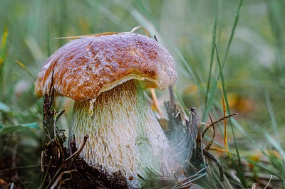 boletus edulis, белый гриб